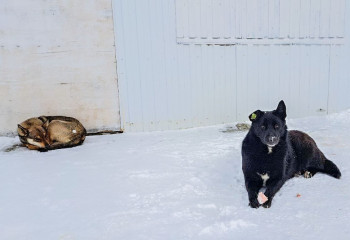 глава Кардымовского района рассказал об отлове бродячих собак на территории района - фото - 2